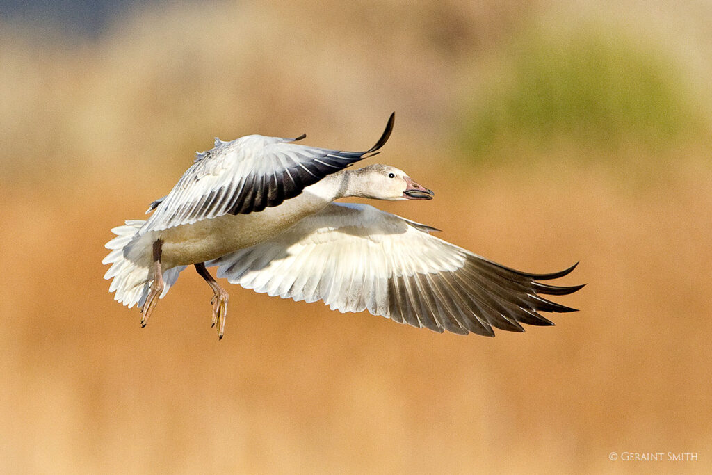 Snow Goose