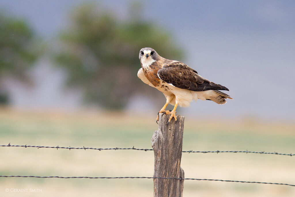 Swainson's Hawk