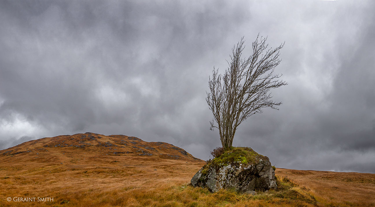 Tree growing out of a rock Scotland