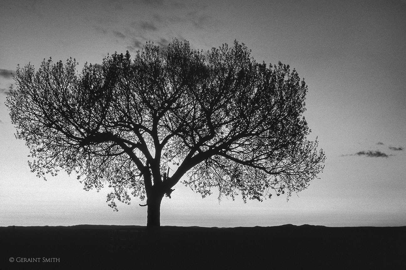 Lone tree, Taos 1993