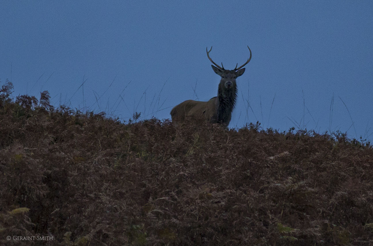 Red stag, Glencoe, Scotland