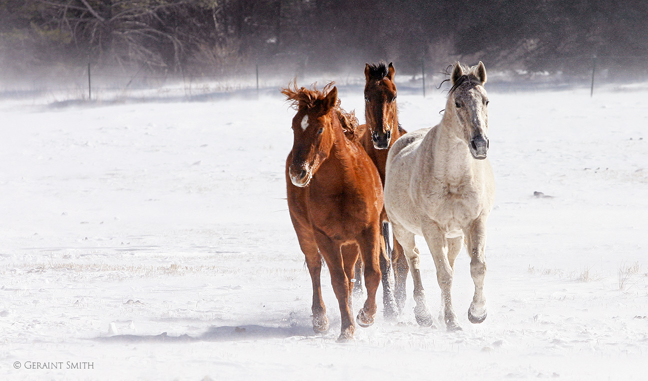 Snow horses