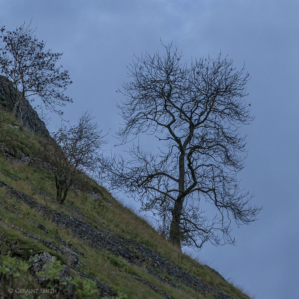 Hillside tree, Yorkshire, England