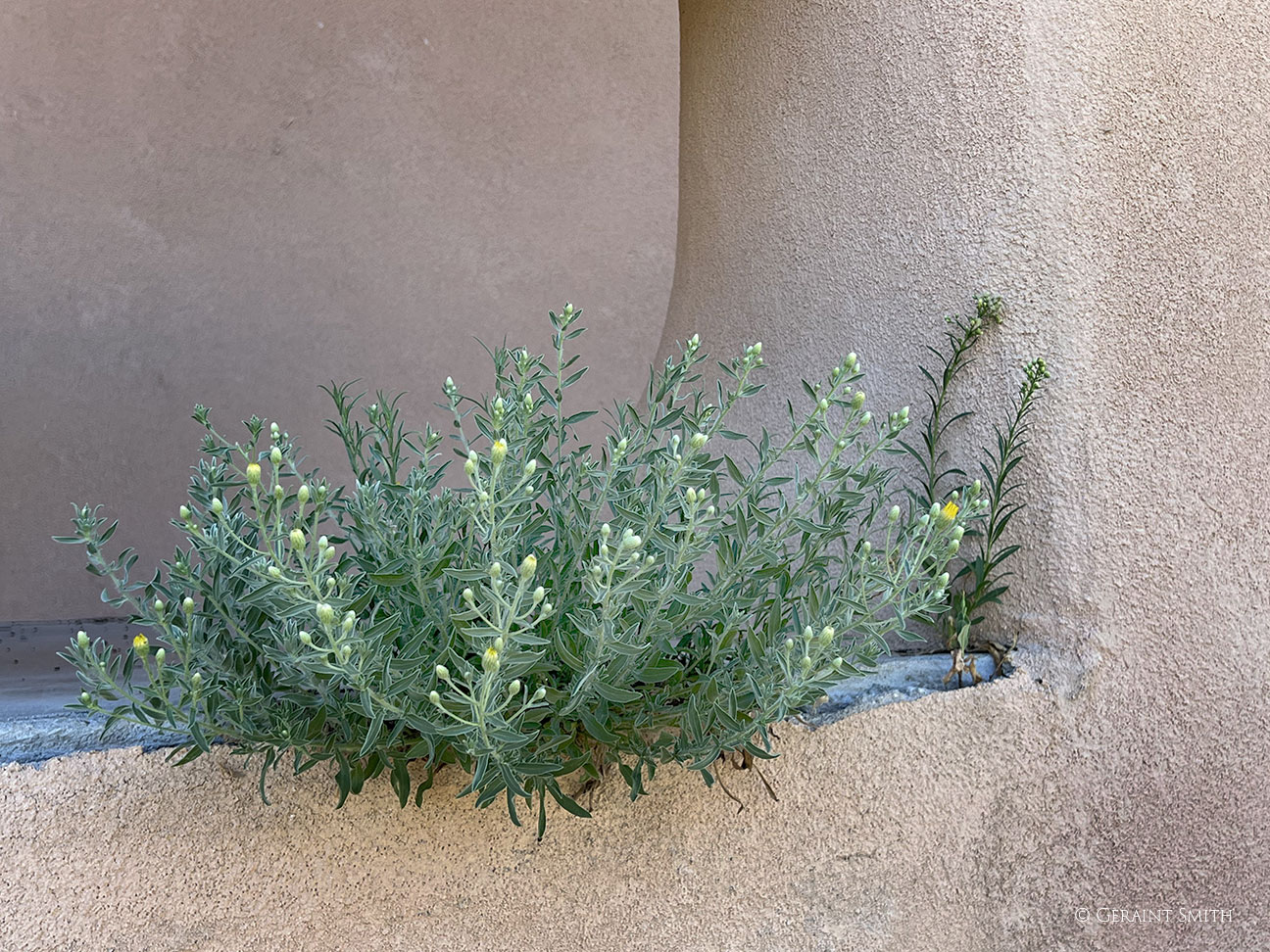 Plant growing out of a building on the road in Dixon NM
