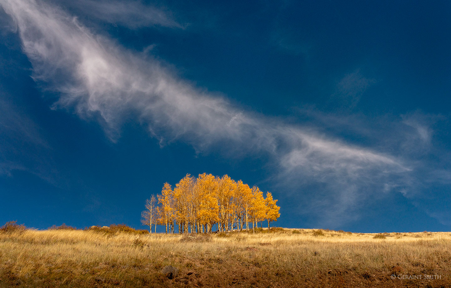 Aspen grove and sky, Colorado