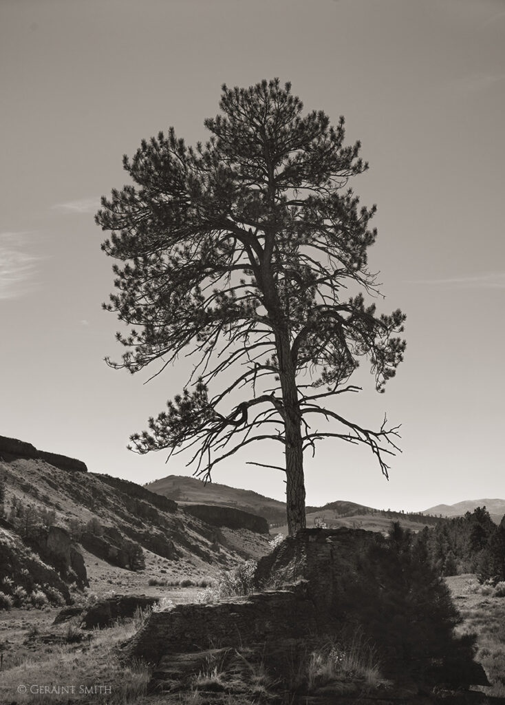 Lone Tree at Lone Tree Gulch, Colorado.