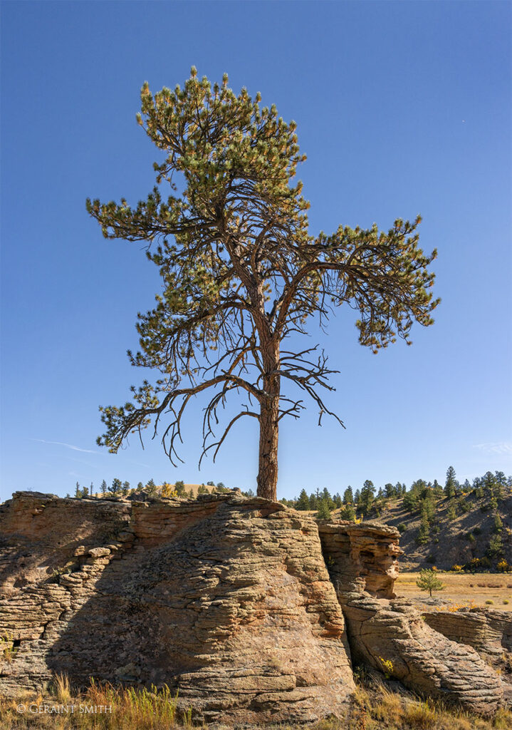 Lone Tree at Lone Tree Gulch, Colorado.