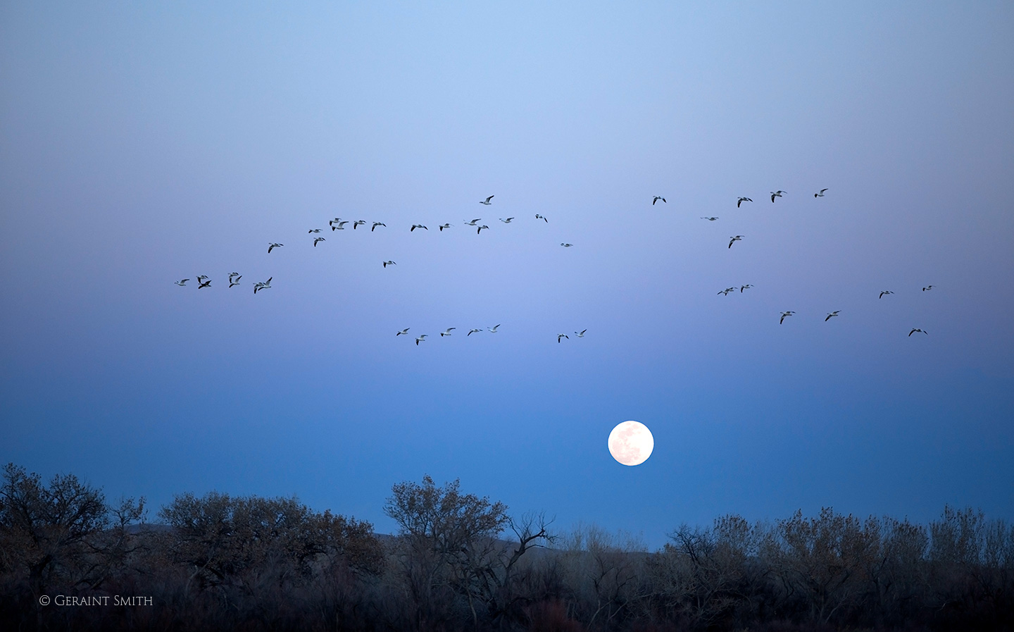Bosque del Apache moon and snow geese