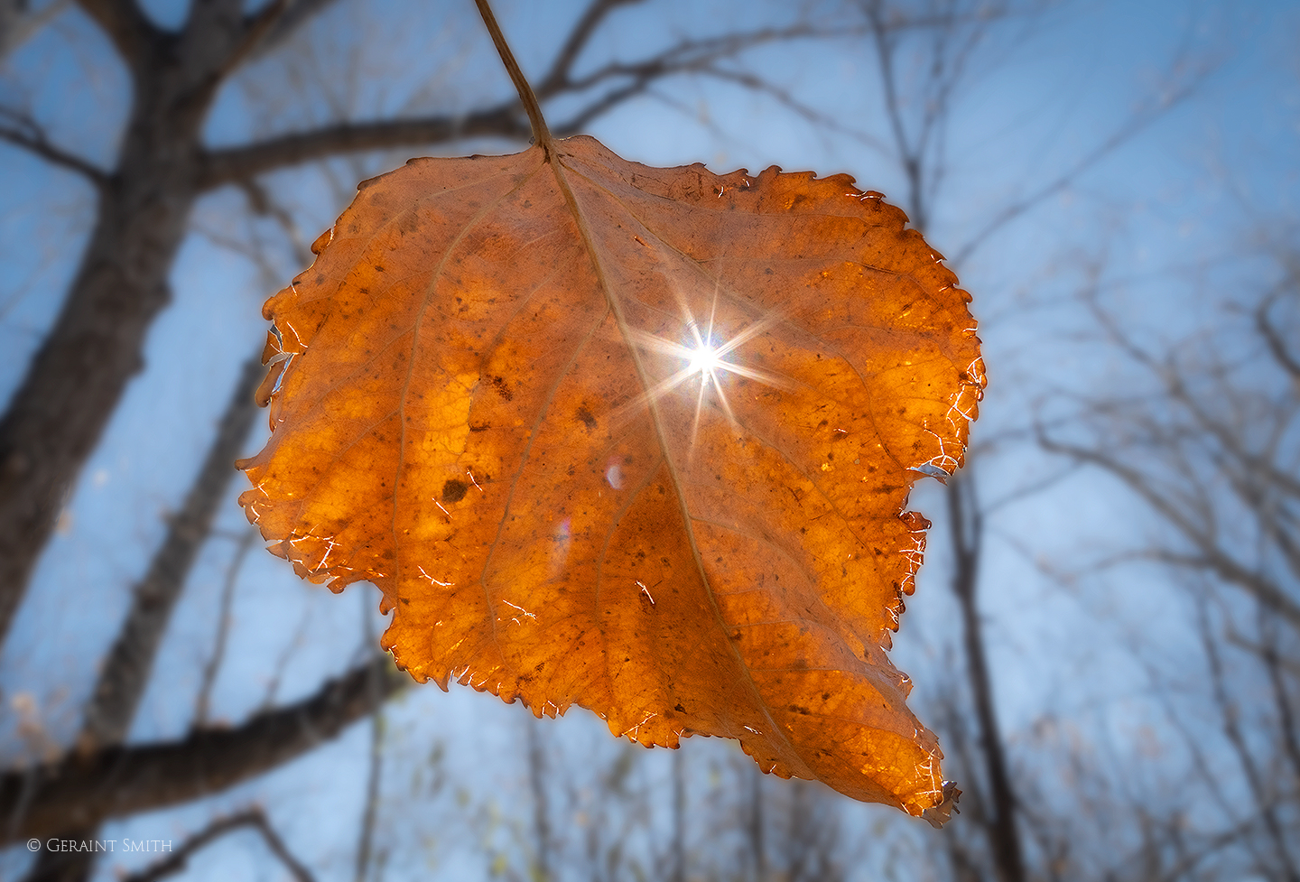 Cottonwood Leaf and a sun star