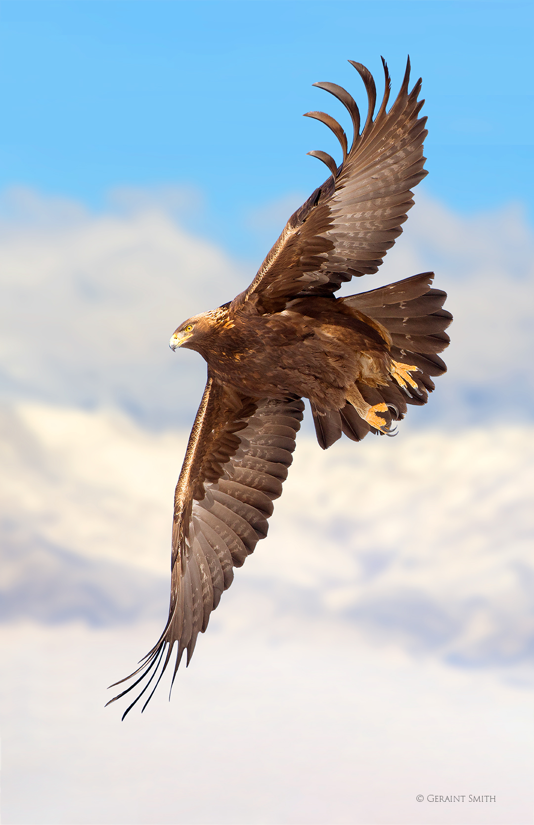 Golden Eagle in flight, southern Colorado.