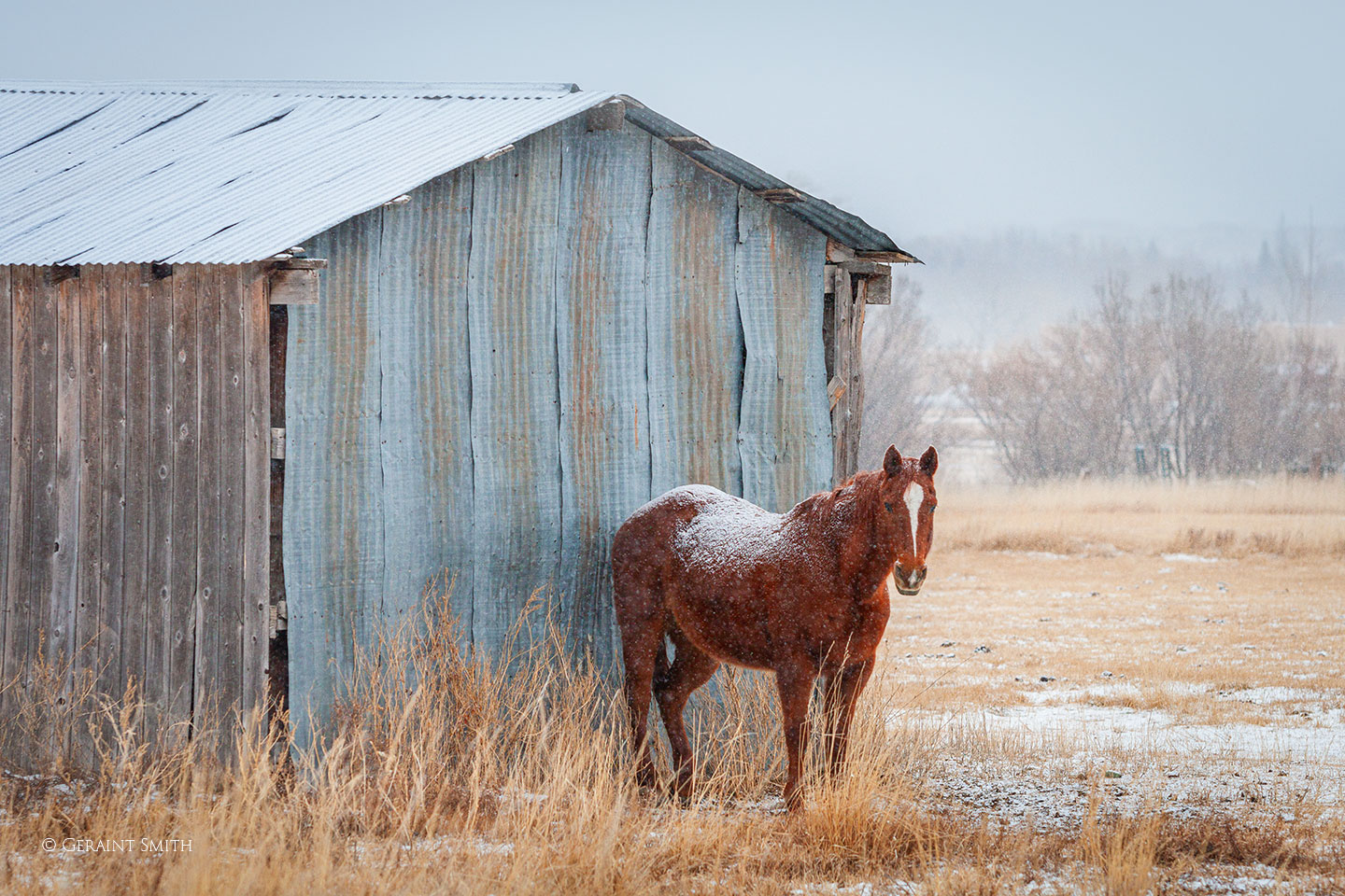 Horse, Ranchos de Taos