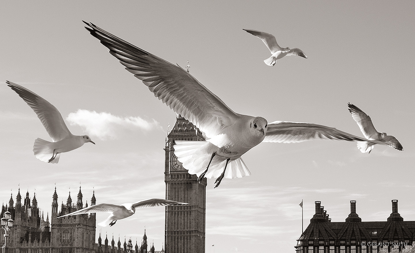 Gulls over Westminster, London, UK