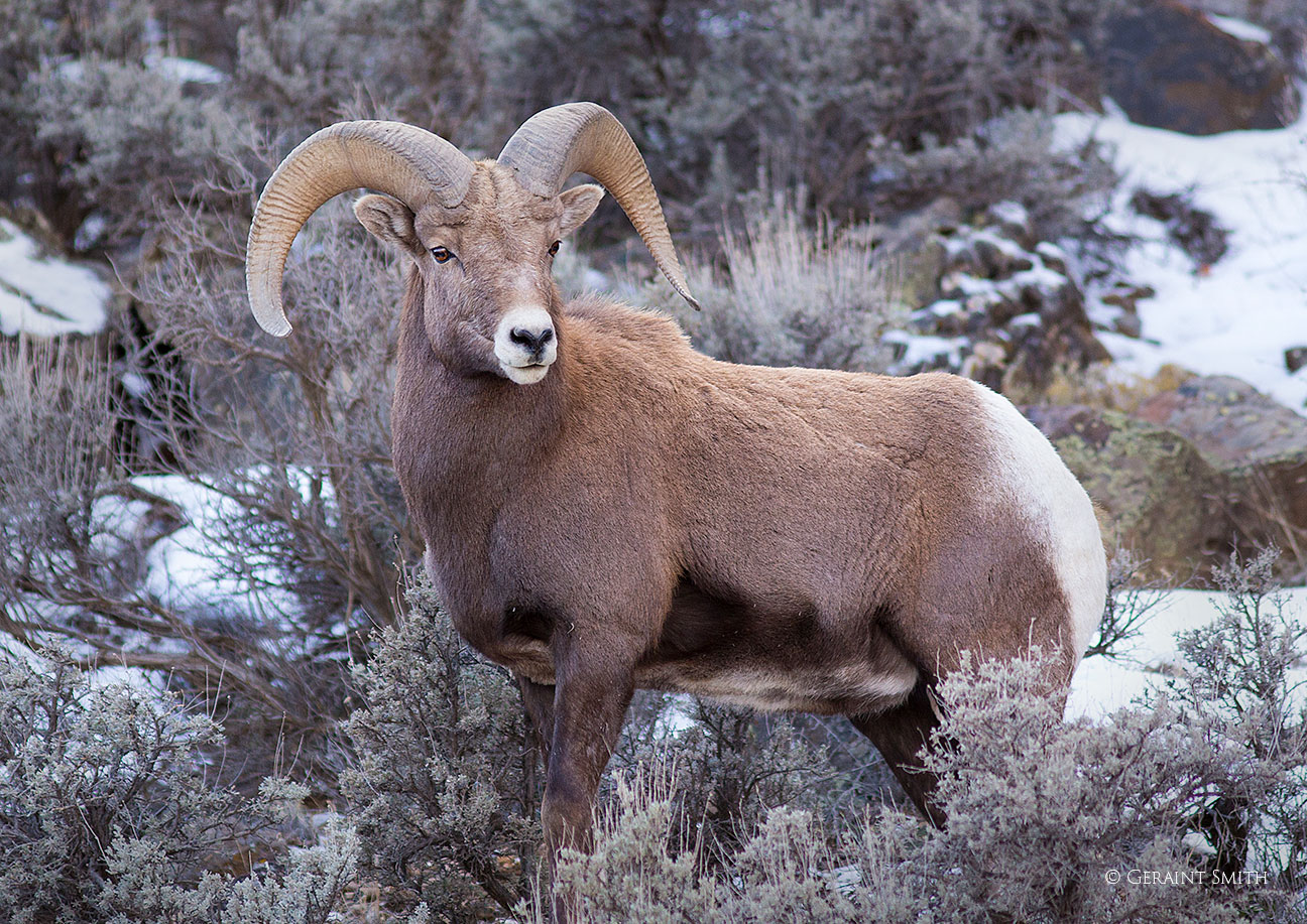 Ram in the snowy Rio Grande Gorge