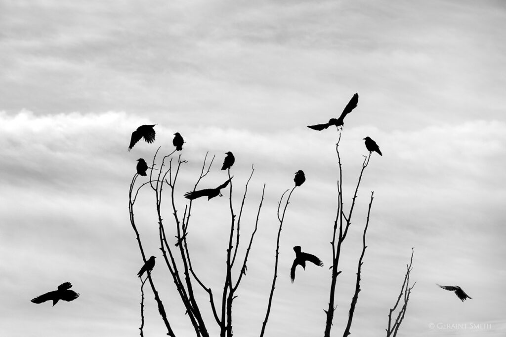 Crows and magpie, cottonwood tree, San Cristobal, NM