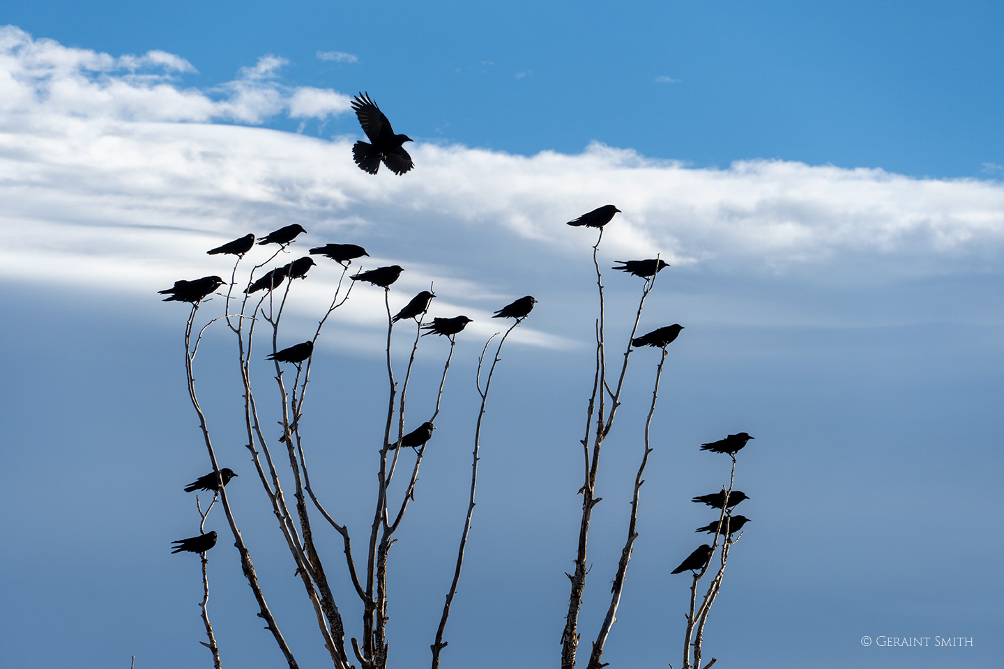 American crows, San Cristobal cottonwood tree