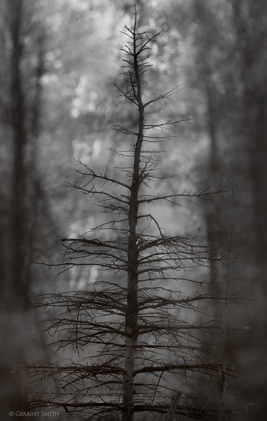 Dead Pine tree
