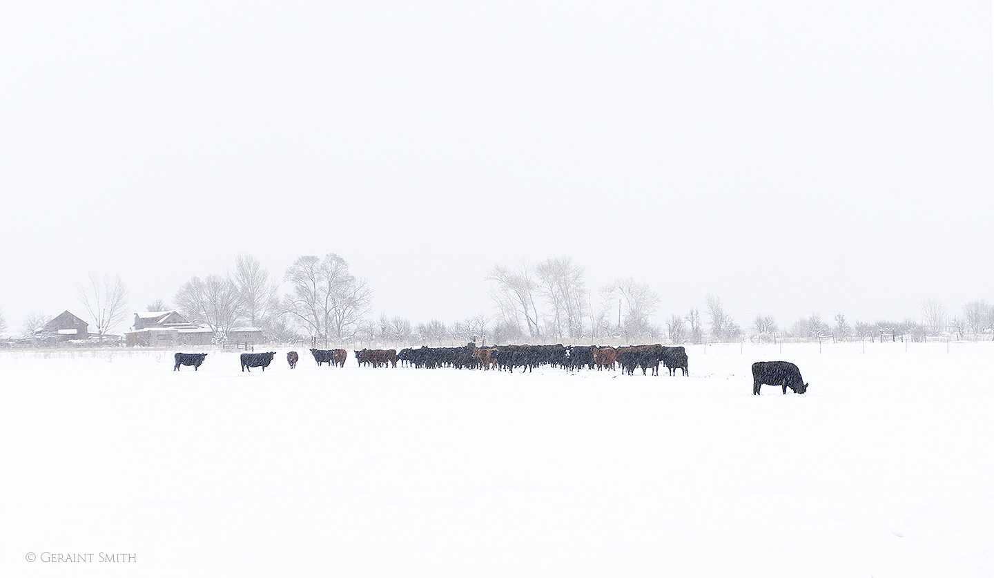 Cattle in snow field El Prado, Taos, NM