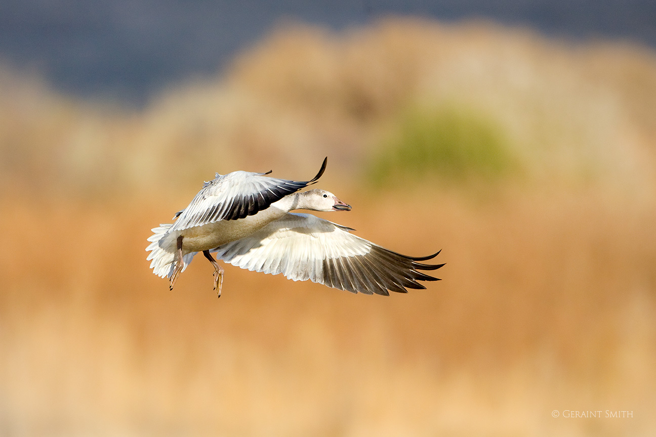Snow goose landing on a warm winter's day in the Bosque del Apache