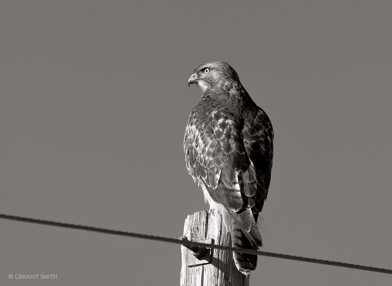 Red -tailed Hawk, Mesita Colorado