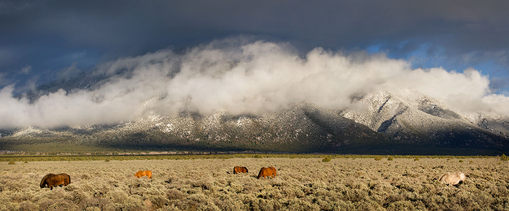 Taos Mountain horses
