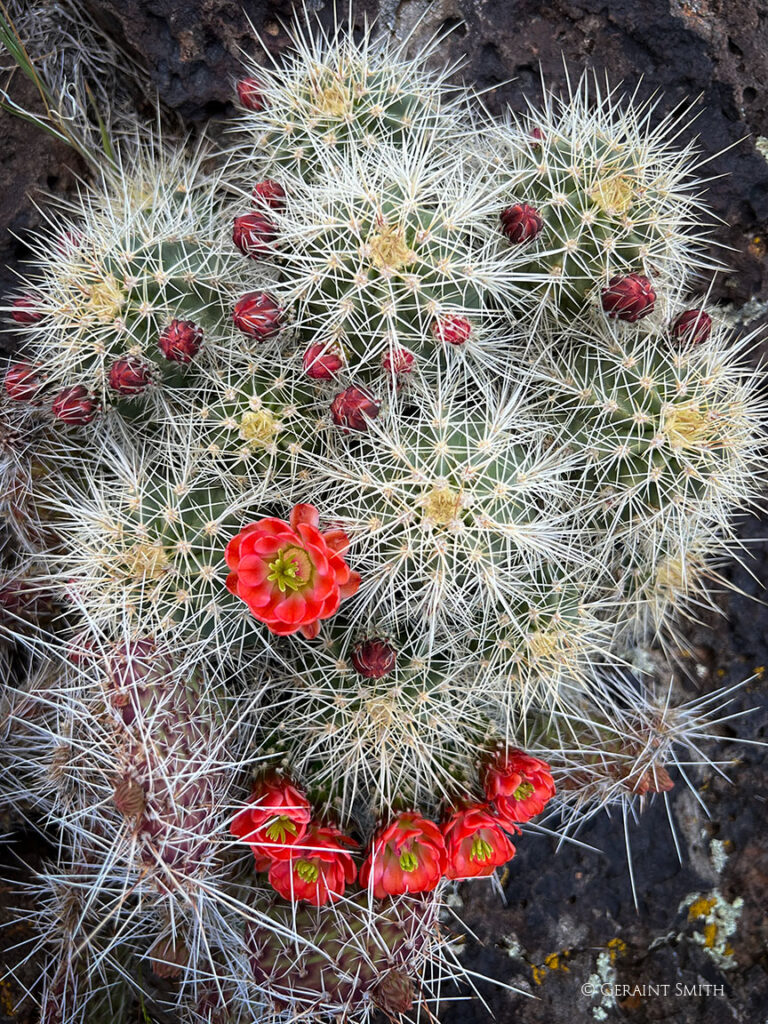 Cactus, Carson, NM