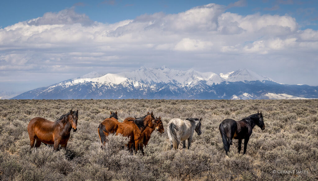 Wild or feral horses, Colorado