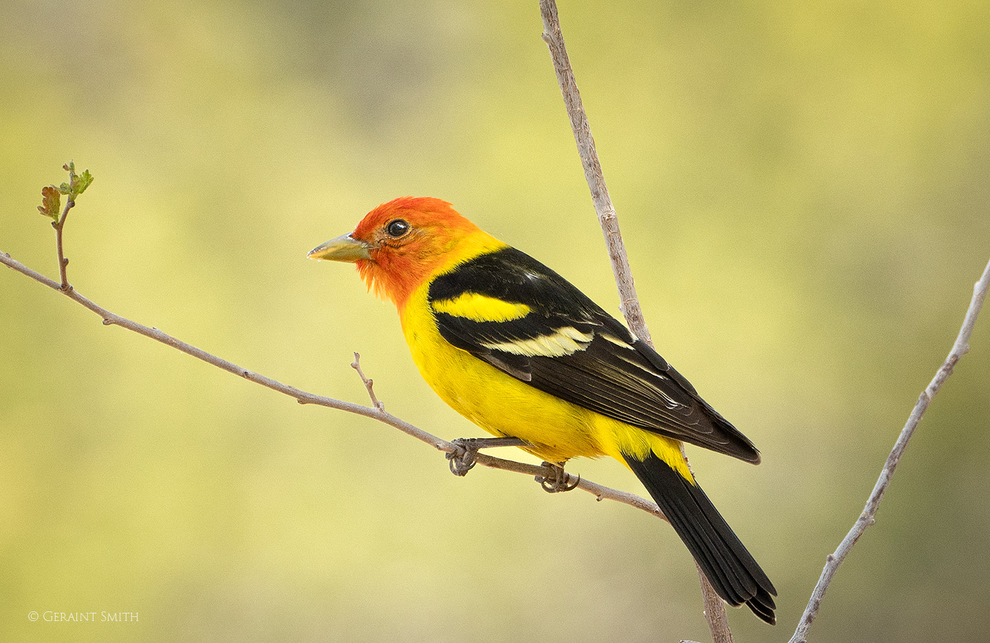 Western Tanagers In The Garden 05 29 2024 Geraint Smith Photography
