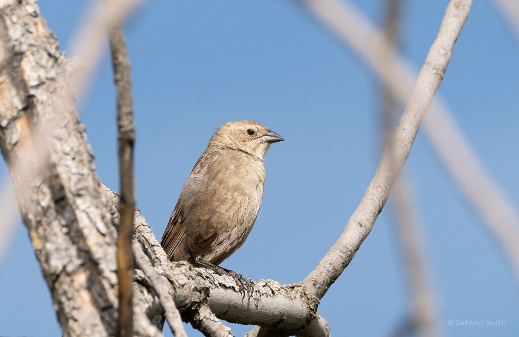 Female, Brown-headed Cowbird San Cristobal