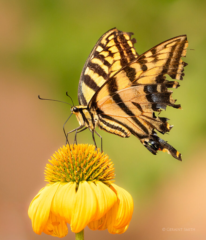 Swallowtail butterfly