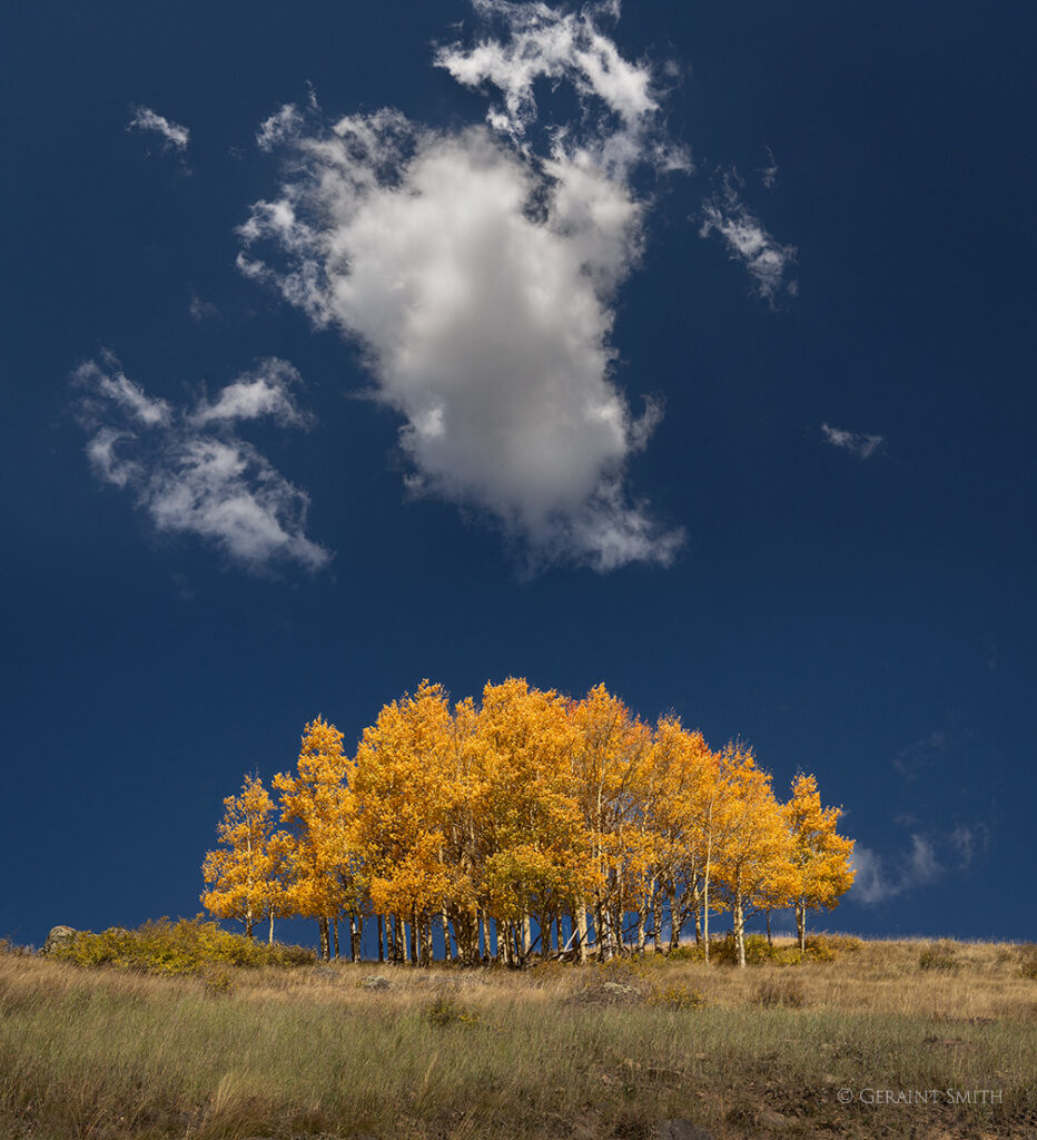 Aspens and cloud Cumbres Pass, Colorado