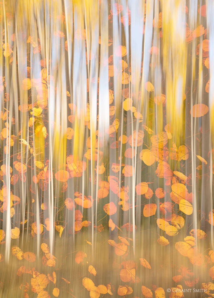 Falling leaves and aspen trunks