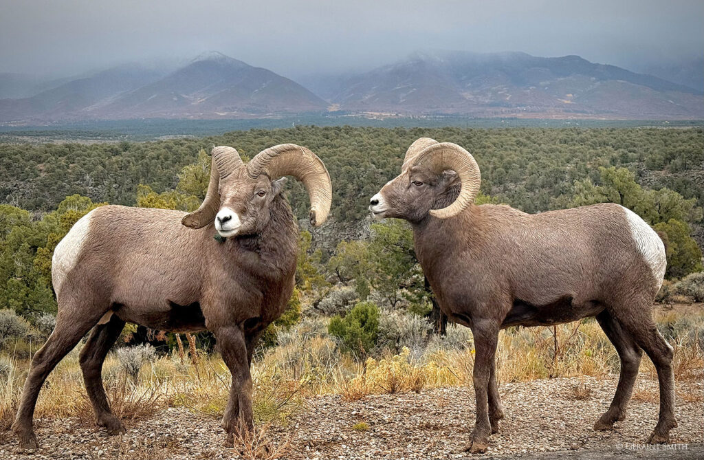 Bighorn Sheep, Wild and Scenic Rivers Recreation Area