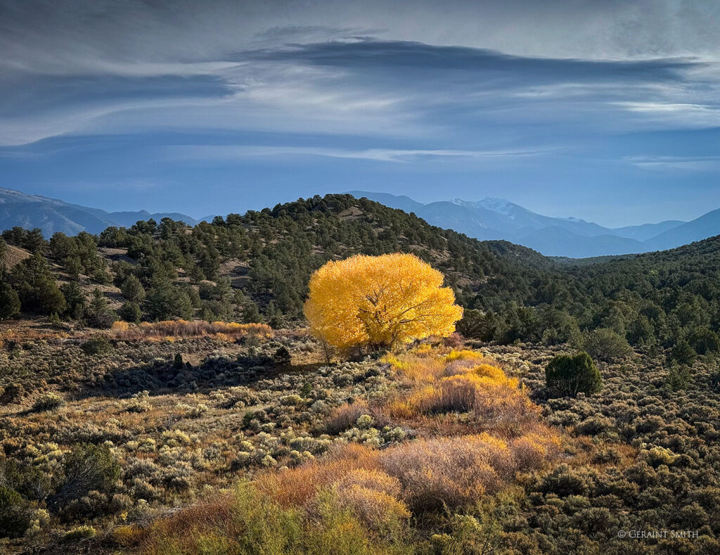 Arroyo Hondo cottonwood, October29, 2024