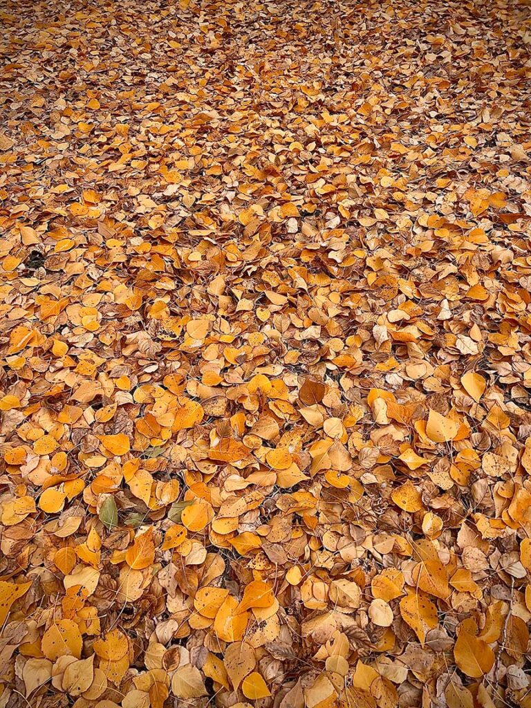 Aspen Leaves