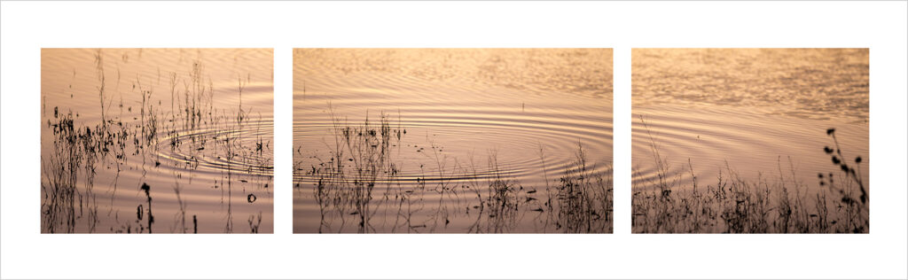 Pond ripples, bosque del apache NWR