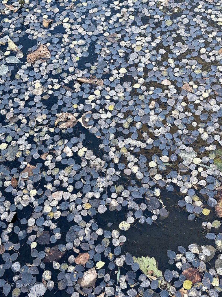 Pond Leaves