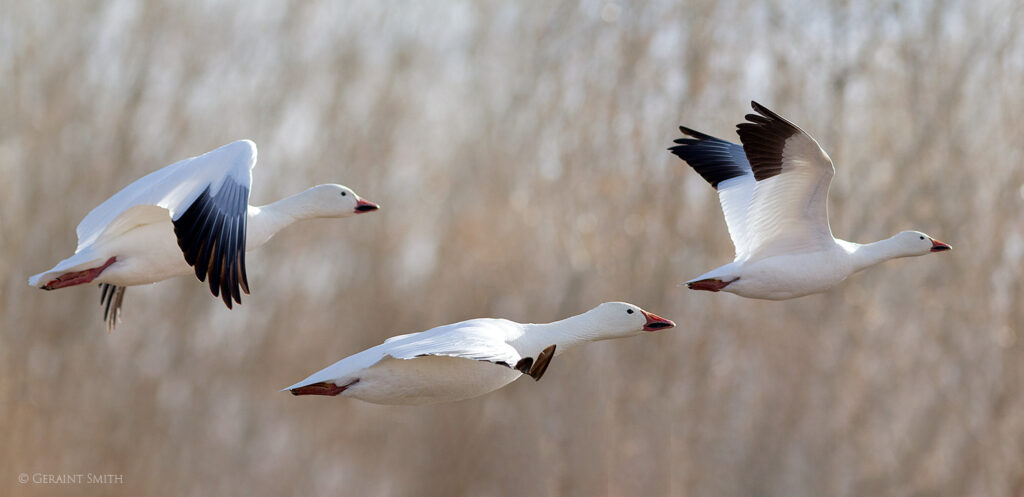 Snow geese, Bosque del Apache, NWR, New Mexico