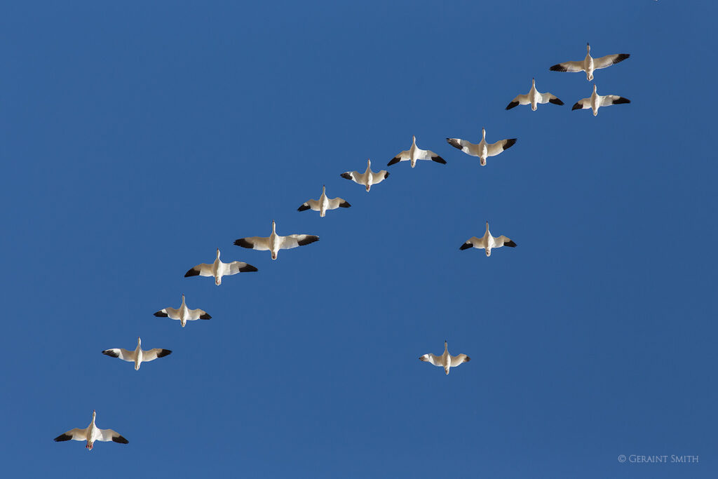 Formation flying, Bosque del Apache, NWR, New Mexico