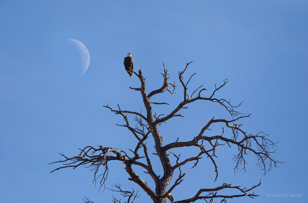 Bald eagle, Ponderosa tree orilla verde