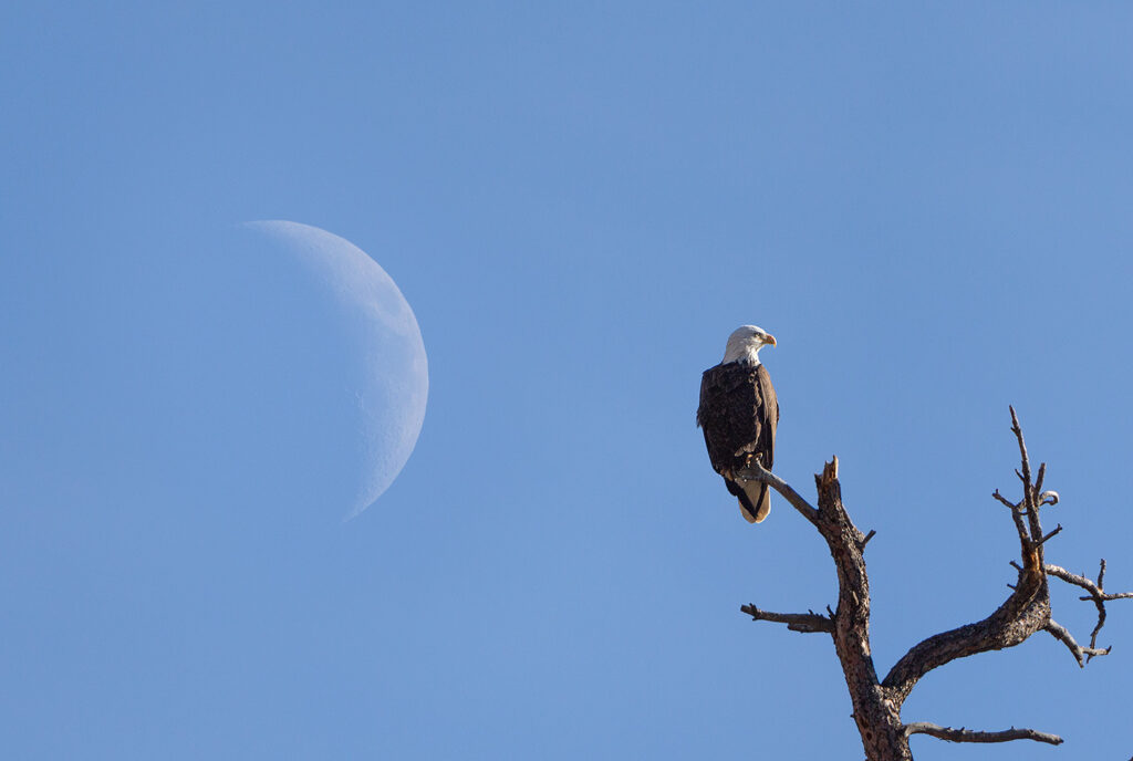 close up of Bald eagle, Ponderosa tree orilla verde