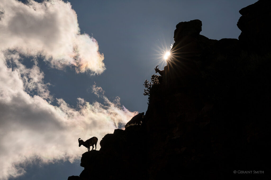 Bighorn sheep, Orilla Verde, NM