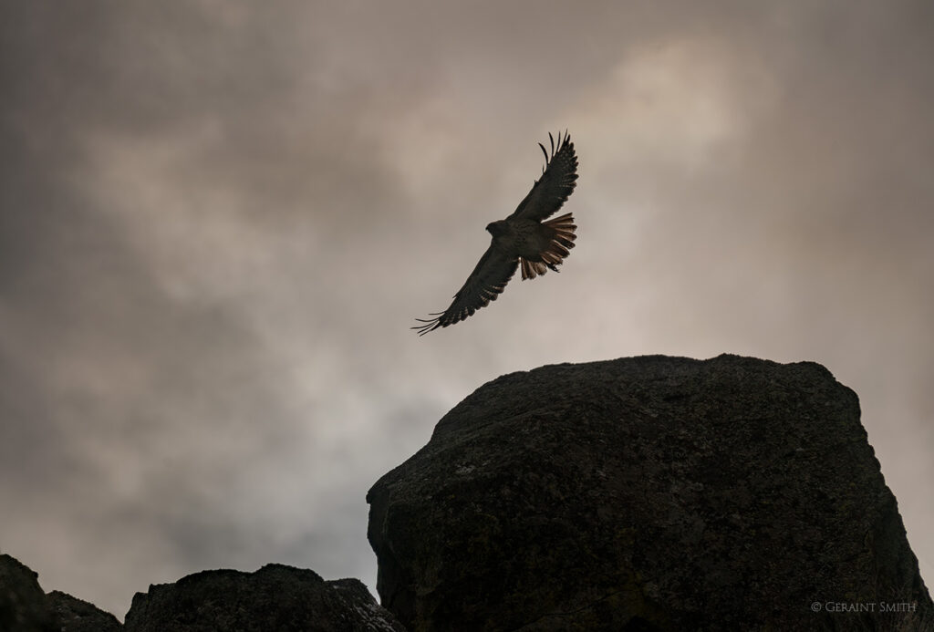 Red -tailed Hawk lifting off in the Orilla Verde NM