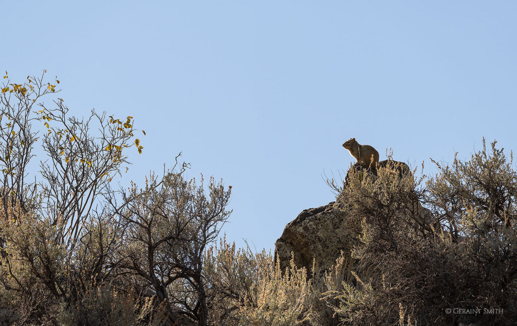 Squirrel in the Orilla Verde NM