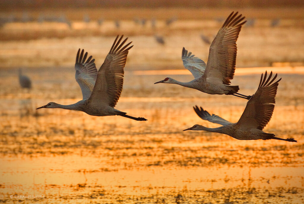 Warm light on a cold morning, Bosque bel Apache NWR