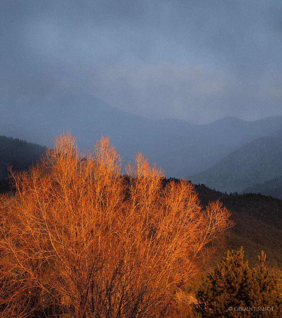 Out the window, my neighbors tree at sunset