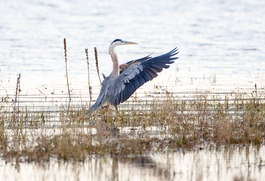 Heron