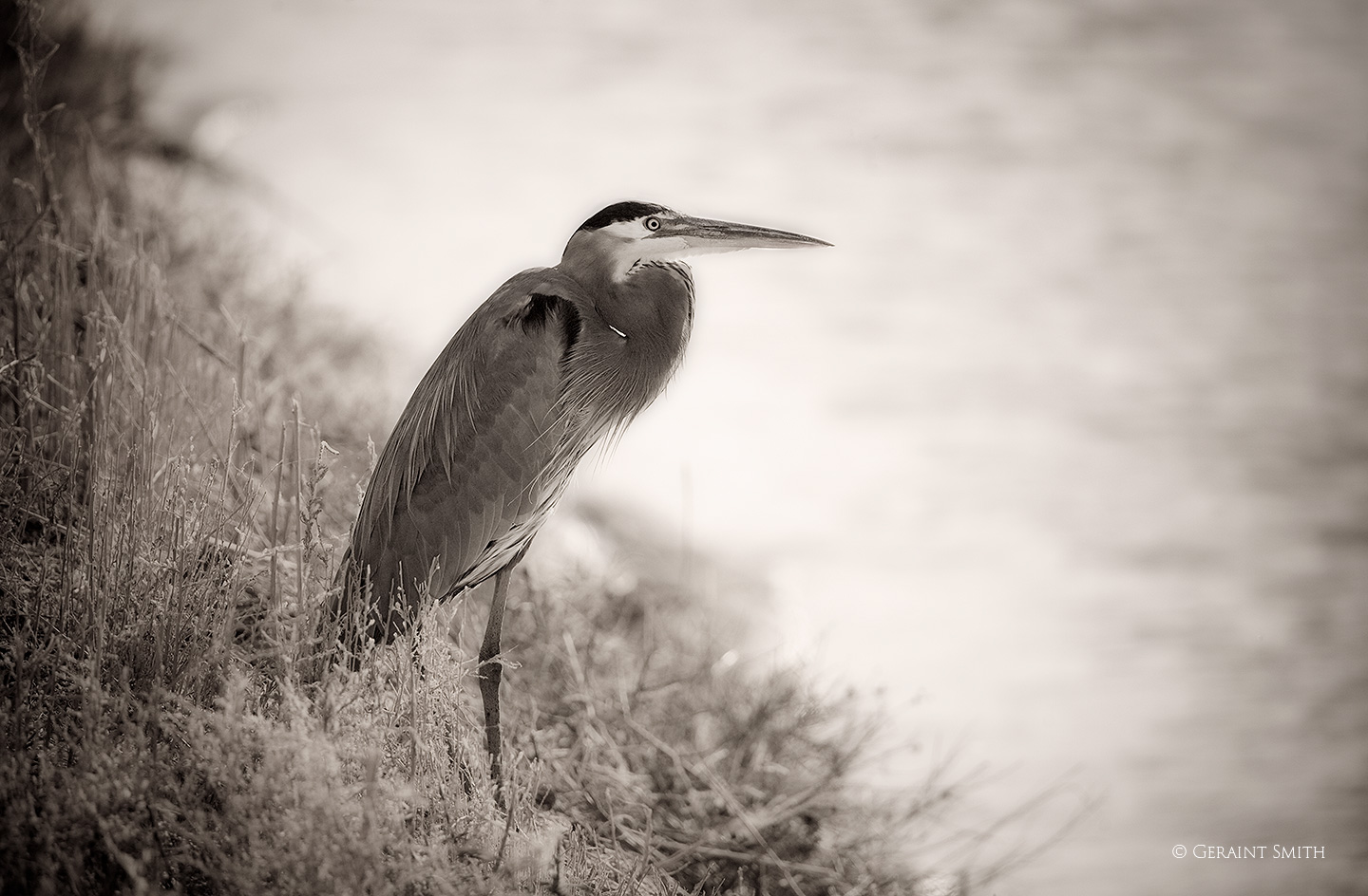 Great Blue Heron GBH