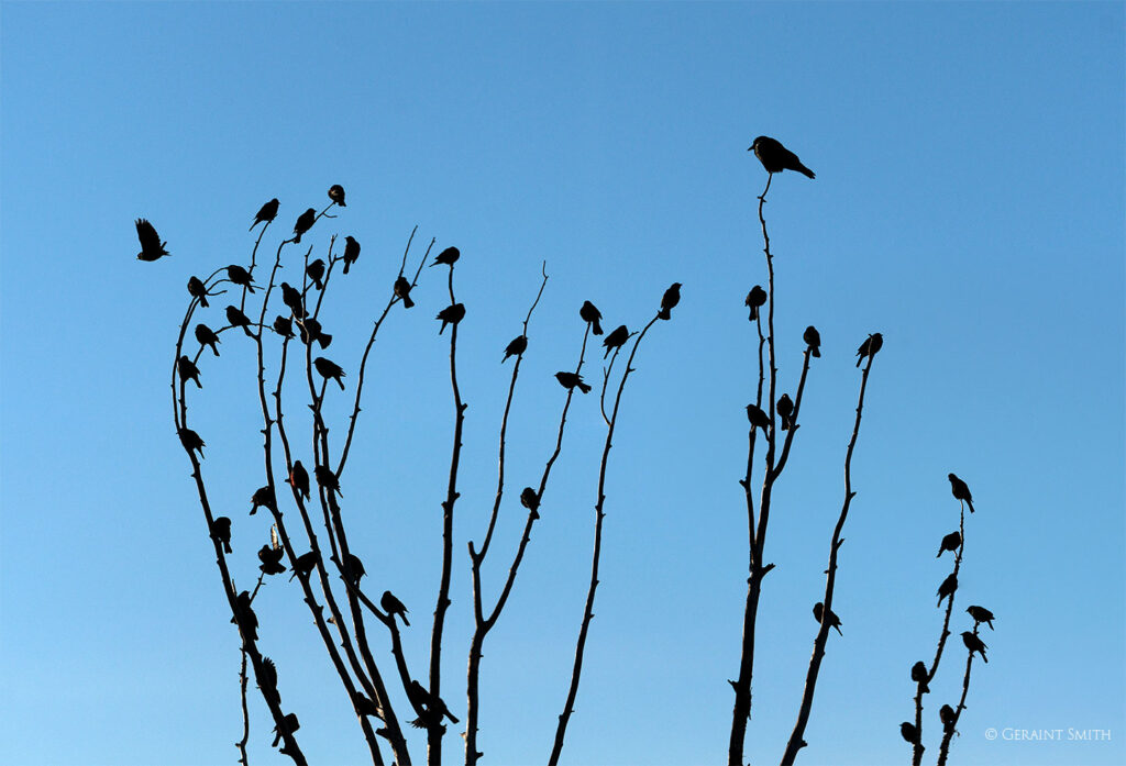 Red-winged blackbirds and a crow, San Cristobal