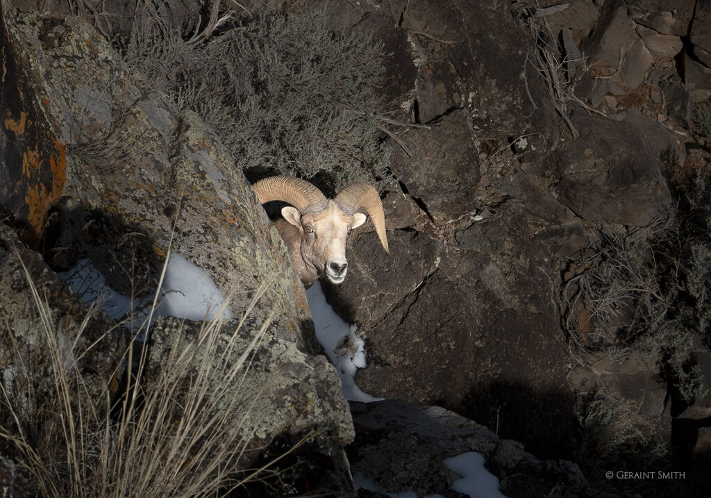 Bighorn Sheep, NM