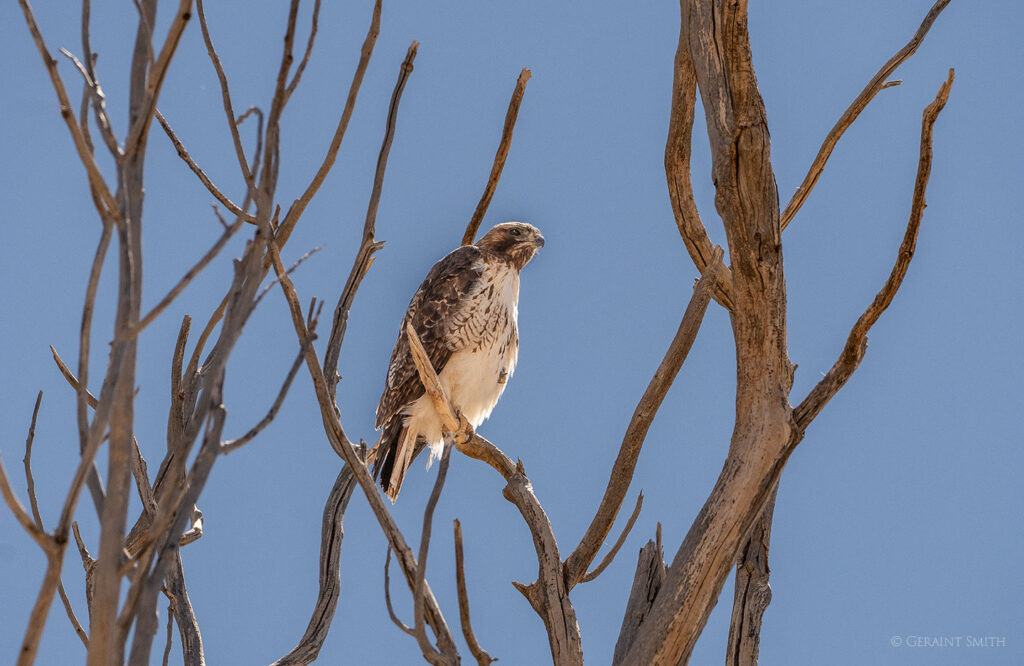 Raptor, red tailed hawk.
